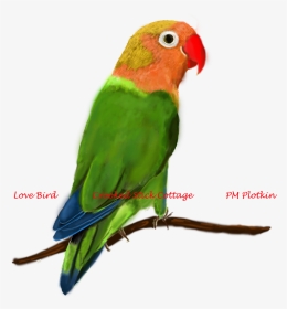 Love Birds, HD Png Download, Transparent PNG