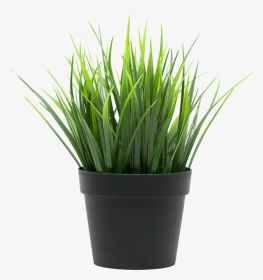 Potted Plant - Трава Икеа, HD Png Download, Transparent PNG