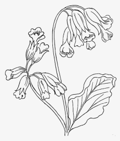 Outline, Flower, Rose, Plant, Outlines, Nature, Roses - Cowslip Drawing, HD Png Download, Transparent PNG