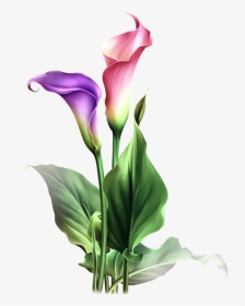Transparent Stargazer Lily Clipart - Lily Flower Watercolor Painting ...