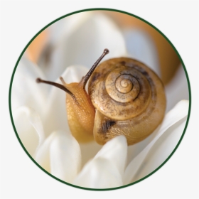 Snail Png, Transparent Png, Transparent PNG