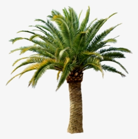 Palm Trees Transparency Clip Art Portable Network Graphics - Small Palm Tree Png, Transparent Png, Transparent PNG