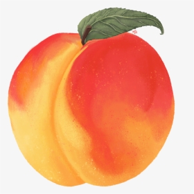 Peach - Nectarine, HD Png Download, Transparent PNG