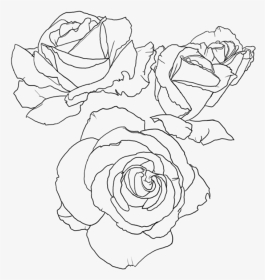 Rose Lineart - Transparent Rose Line Art, HD Png Download, Transparent PNG
