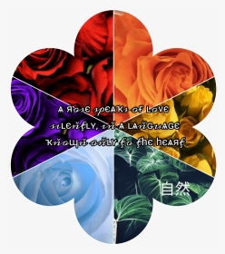 #aesthetic #rose #red #orange #yellow #green #blue - Garden Roses, HD Png Download, Transparent PNG