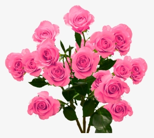 Hot Pink Spray Roses - Floribunda, HD Png Download, Transparent PNG
