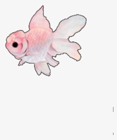 #fish #pink #tumblr #cute #kawaii #overlay #overlays - Kawaii Fish, HD Png Download, Transparent PNG