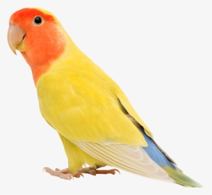 Agapornis Yellow White Blue, HD Png Download, Transparent PNG
