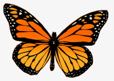#butterfly #monarchbutterfly #orange #vsco #freetoedit - Butterfly Airpod Case, HD Png Download, Transparent PNG