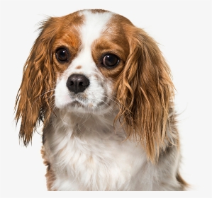 Cavalier King Charles Spaniel, HD Png Download, Transparent PNG