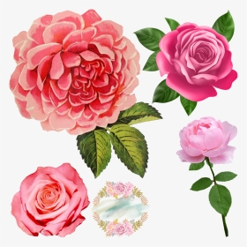 Pink Roses - Pink Rose No Background, HD Png Download, Transparent PNG