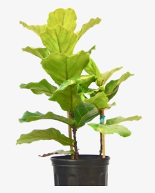 Ficus Lyrata Fiddle Leaf Fig - Flowerpot, HD Png Download, Transparent PNG