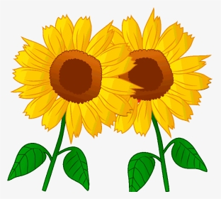 Sunflower Transparent Animated - Sunflower, HD Png Download, Transparent PNG