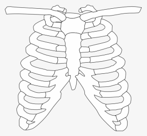 Front Rib Cage Clip Art At Clker, HD Png Download, Transparent PNG