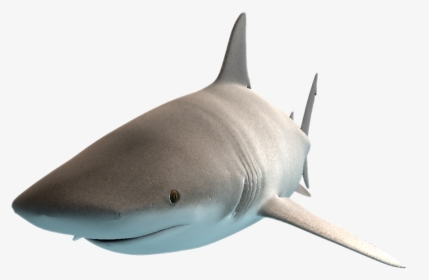 #shark #freetoedit - Great White Shark, HD Png Download, Transparent PNG
