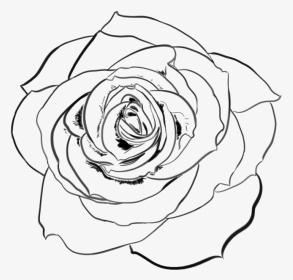 Line Transparent Rose - Transparent Rose Line Art, HD Png Download, Transparent PNG