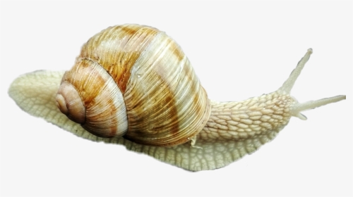 #snail #cutout #picsart - Lymnaeidae, HD Png Download, Transparent PNG