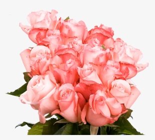 Pink Colour Of Roses, HD Png Download, Transparent PNG