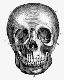 Thumb Image - Old Anatomical Drawing Skull, HD Png Download, Transparent PNG