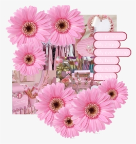 #pink #frame - Barberton Daisy, HD Png Download, Transparent PNG