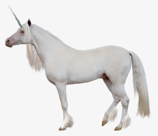 White Horse Side View Png, Transparent Png, Transparent PNG