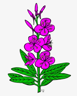 Drawing Of Fireweed, HD Png Download, Transparent PNG