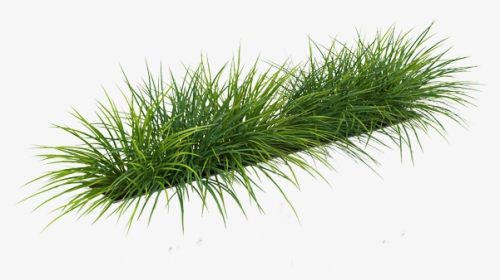 Grass Png By Gareng - Sweet Grass, Transparent Png, Transparent PNG