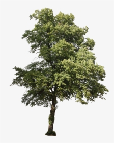 Photoshop Tree Brushes - Pinus Brutia Png, Transparent Png, Transparent PNG