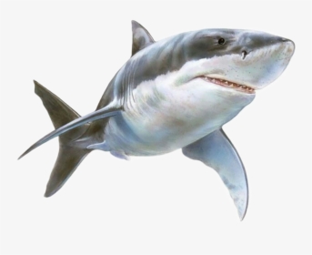 #tiburón - Great White Shark, HD Png Download, Transparent PNG