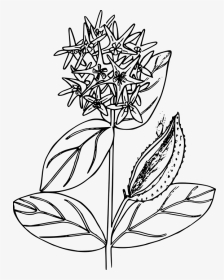 Milkweed Clipart Black And White, HD Png Download, Transparent PNG