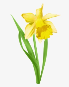 Daffodil Flower Clipart Svg Royalty Free Download Daffodil - Transparent Background Daffodil Clip Art, HD Png Download, Transparent PNG