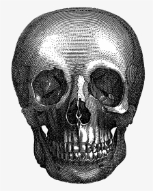 Vintage Halloween Skull - Art Goth Cat Head, HD Png Download, Transparent PNG