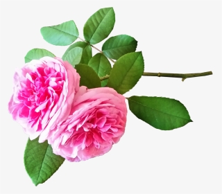 Roses Pink Stem Free Photo - Hermosas Rosas Pixabay Png, Transparent Png, Transparent PNG