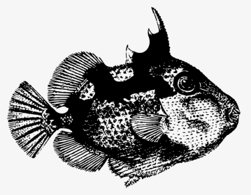 Transparent Crown Drawing Png - Triggerfish, Png Download, Transparent PNG
