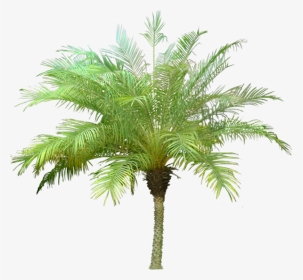 Palm Tree Meaning In Hindi, HD Png Download, Transparent PNG