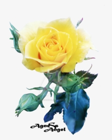 Yellow Rose Flower Free Png Transparent Images Free - Garden Roses, Png Download, Transparent PNG