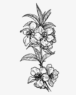 Almond Plant 1 Black White Line Art Tatoo Tattoo - Plant Clip Art, HD Png Download, Transparent PNG