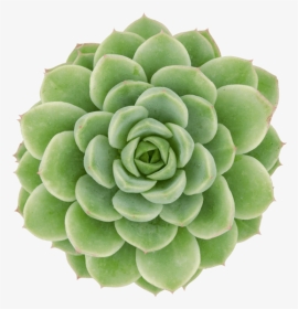 Echeveria Lime And Chile, HD Png Download, Transparent PNG