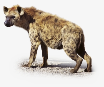 Transparent Hyena Png, Png Download, Transparent PNG