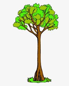 Amazing Tree Clipart Long Clipground Black And White - Long Tree Clipart, HD Png Download, Transparent PNG