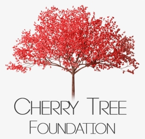 Cherry Tree Png - Cherry Blossom Tree Png, Transparent Png, Transparent PNG
