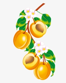 Peach Fruit, Clip Art, Illustrations, Pictures - Peach Border Clip Art, HD Png Download, Transparent PNG