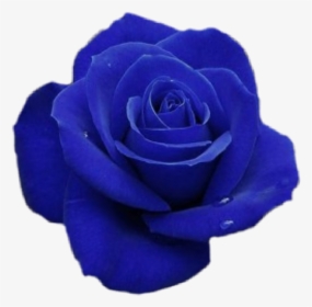 #blue #bluerose #rose #flower #blueflower #astethic - ورد يدل على الحزن, HD Png Download, Transparent PNG