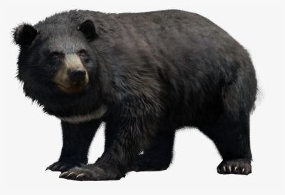 Far Cry Wiki - American Black Bear, HD Png Download, Transparent PNG