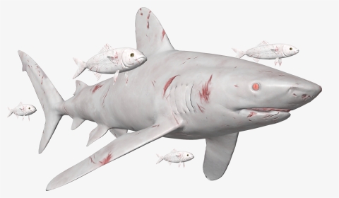 Great White Shark Background png download - 530*530 - Free Transparent Feed  And Grow Fish png Download. - CleanPNG / KissPNG