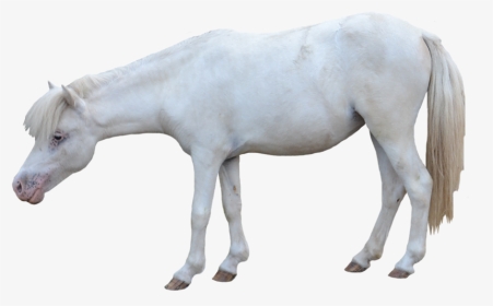 White Horse - Horse White Background Foal, HD Png Download, Transparent PNG