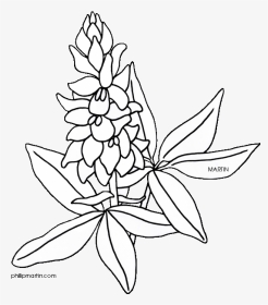 Flower Clipart Coloring Page Png Freeuse Bluebonnet - Drawing Texas State Flower, Transparent Png, Transparent PNG