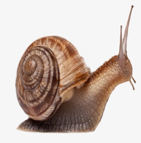Animals That Has Shell, HD Png Download, Transparent PNG