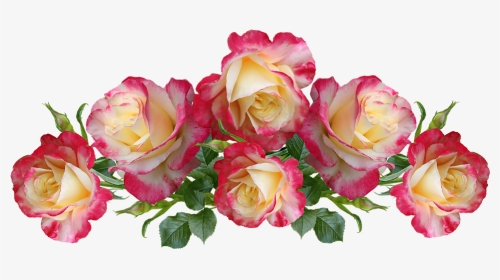 Rose, HD Png Download, Transparent PNG