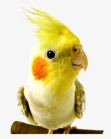 Kaytee » Kaytee Pet Products, Inc - Birds At The Vet, HD Png Download, Transparent PNG